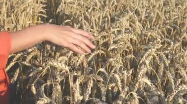 Gün batımında buğday tarlasında yürüyen çiftçi elleriyle buğday kulaklarına dokunuyor.