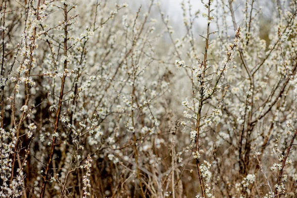 Tarlada çiçek açan beyaz çiçekler. Arkaplan çiçekleri, seçici odak.