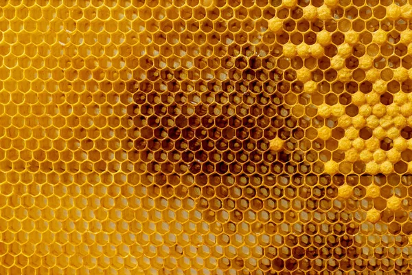 Pszczoły Pracują Nad Plastrem Miodu Wzór Komórek Miodu — Zdjęcie stockowe