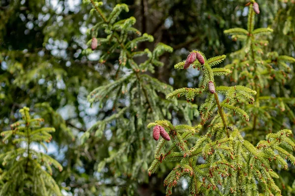 Flor Abeto Crescimento Jovem Uma Ponta Primavera Ramo Belos Novos — Fotografia de Stock