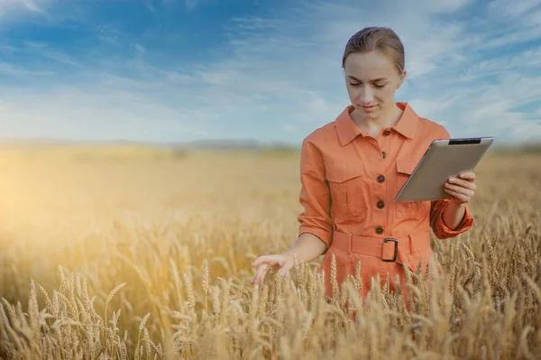 Woman Caucasian Technologist Agronomist Tablet Computer Field Wheat Checking Quality — Stock Photo, Image