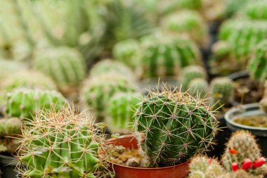 Tencerede kaktüs bitkisi koleksiyonu. Küçük süs bitkisi. Seçici odaklanma, üst bakış açısı. Kaktüs bitkisi deseni. Doğal arka plan. Yeşil doku arkaplanı.
