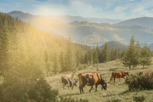 緑の谷の新鮮な緑の山の牧草地に牛の放牧と山の中で牧歌的な夏の風景と背景の山のピーク — ストック写真