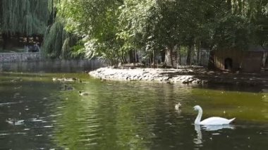 Güzel beyaz ve ördekler gölde yüzüyor.