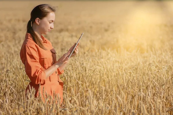 캅카스의 농학자는 곡물밭을 확인하고 판에서 정보를 클라우드로 보낸다 스마트 농업과 — 스톡 사진