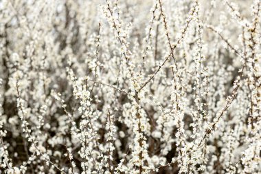 Tarlada çiçek açan beyaz çiçekler. Arkaplan çiçekleri, seçici odak.
