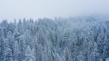 Kış sisli çam ormanları. Ormanda dondurucu bir kış sabahı. Ekolojik kavram