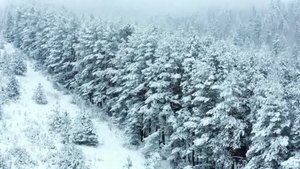 Widok z lotu ptaka na śnieżny las zimowy podczas opadu śniegu iglaste lasy górskie — Wideo stockowe
