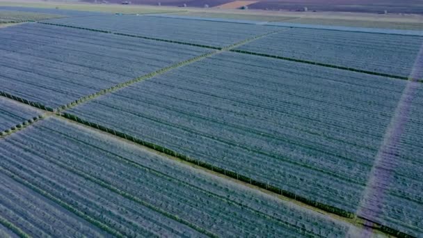 Vista Aérea Del Invernadero Plástico Huerto Manzanas Cultivo Plantas Agricultura — Vídeos de Stock