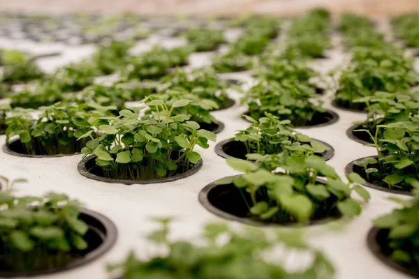 Close Basil Microgreens Growing Basil Hydroponic System Sprouts Close View — Stock Photo, Image