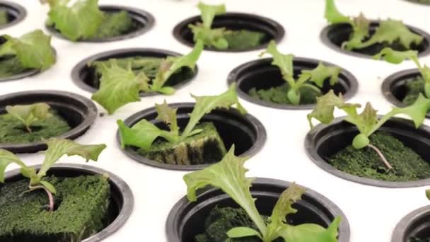 Germination Salad Rockwool Hydroponic Preparing Cultivation Plants Garden Green Sprout — Stock Video