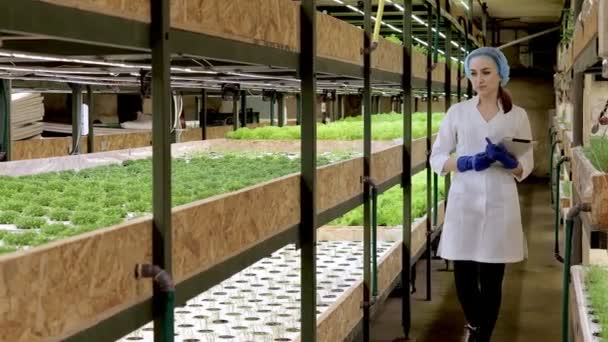 Jeune Femme Biotechnologue Utilisant Tablette Pour Vérifier Qualité Quantité Légumes — Video