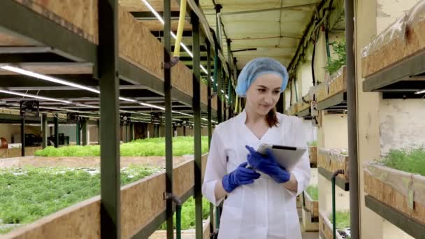 若い女性バイオテクノロジー学者は 水耕栽培の野菜の品質と量をチェックするためにタブレットを使用しています 技術を使用して作業時間を短縮し より快適にします 背景に緑のサラダ — ストック動画