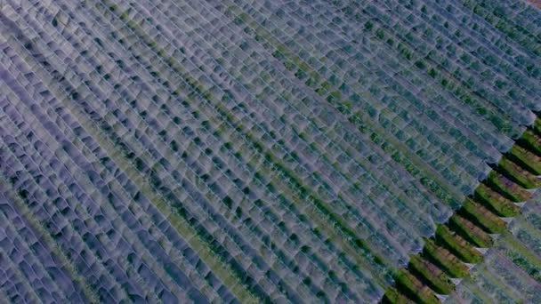 Luftfoto Plastik Drivhus Æbleplantage Planteavl Økologisk Landbrug – Stock-video