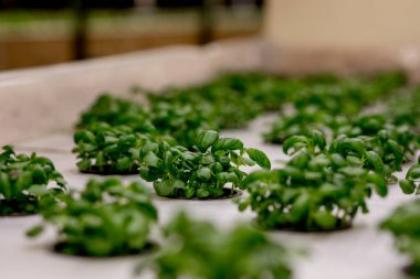 Hidroponik sistemde bazil ve şifalı bitkiler, kaya yününden yapılmış tohum kapsülleri. Vejetaryen ve sağlıklı beslenme konsepti. Filizlenmiş tohumlar, mikro yeşiller