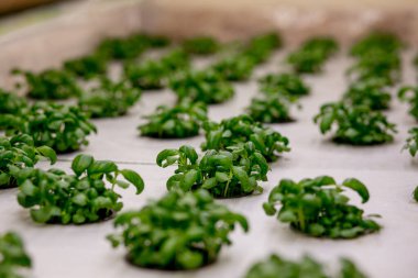 Hidroponik sistemde bazil ve şifalı bitkiler, kaya yününden yapılmış tohum kapsülleri. Vejetaryen ve sağlıklı beslenme konsepti. Filizlenmiş tohumlar, mikro yeşiller