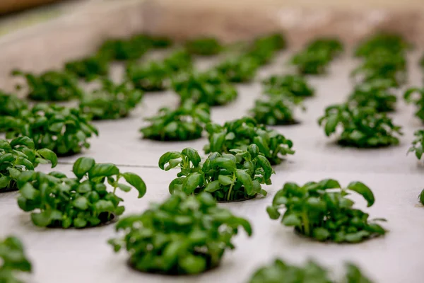 Hidroponik sistemde bazil ve şifalı bitkiler, kaya yününden yapılmış tohum kapsülleri. Vejetaryen ve sağlıklı beslenme konsepti. Filizlenmiş tohumlar, mikro yeşiller