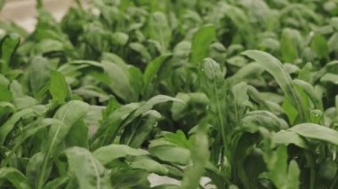 Taze roka yaprakları, yaklaşın. Marul salatası, hidroponik sebze yaprakları. Organik gıda, tarım ve hidrofonik kavram