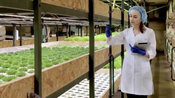 年轻女性生物技术专家使用石碑检查水栽农场蔬菜的质量和数量 采用技术减少工作时间 使工作更舒适 背景为绿色色拉 — 图库视频影像