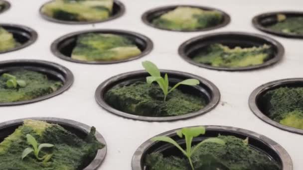 Germination Sur Laine Roche Pour Hydroponique Préparation Culture Plantes Dans — Video