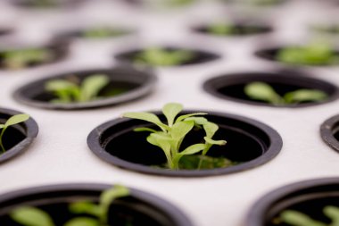 Hidroponik için rockwool 'da filizlenme. Bahçedeki bitkilerin yetiştirilmesine hazırlanıyorum. Yeşil filiz. Üreme alanı. Doğal ürün.