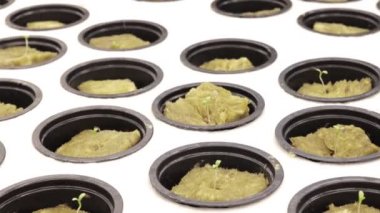 Hidroponik için rockwool 'da filizlenme. Bahçedeki bitkilerin yetiştirilmesine hazırlanıyorum. Yeşil filiz. Üreme alanı. Doğal ürün.