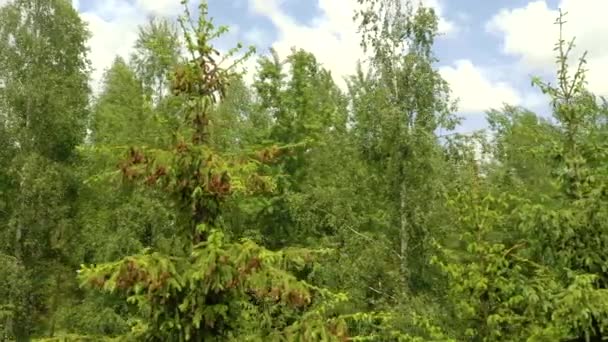 Young Growing Spruce Blossom Tip Branch Spring Beautiful New Cones — Stock Video