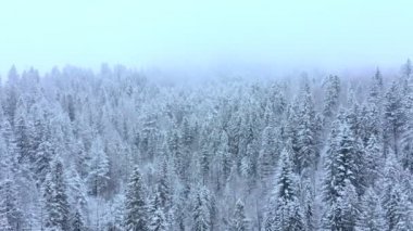 Kış sisli çam ormanları. Ormanda dondurucu bir kış sabahı. Ekolojik kavram