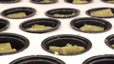 Hidroponik için rockwool 'da filizlenme. Bahçedeki bitkilerin yetiştirilmesine hazırlanıyorum. Yeşil filiz. Üreme alanı. Doğal ürün.