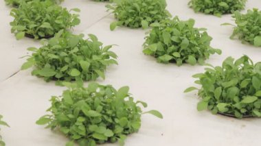 Taze roka yaprakları, yaklaşın. Marul salatası, hidroponik sebze yaprakları. Organik gıda, tarım ve hidrofonik kavram