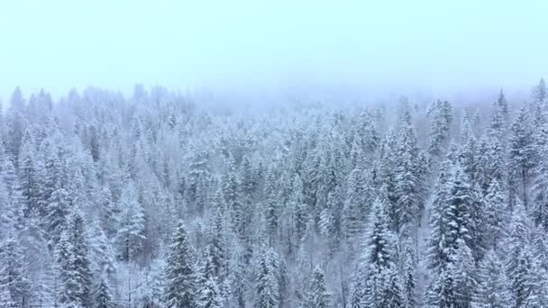 Inverno Nebbioso Pineta Scena Gelida Mattina Inverno Nel Bosco Concetto — Video Stock