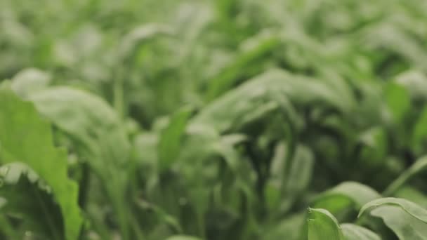 Frische Rucolablätter Aus Nächster Nähe Salatpflanzen Hydroponische Gemüseblätter Biolebensmittel Landwirtschaft — Stockvideo