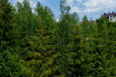 Genç büyüyen ladin çiçekleri dalların ucunda bahar, ladin içinde güzel yeni koniler.