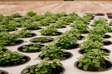 Fesleğen mikroyeşilliği yakın plan. Hidroponik sistemde büyüyen fesleğenler yakın görüş sağlar. Vejetaryen ve sağlıklı beslenme konsepti. Filizlenmiş tohumlar, mikro yeşiller