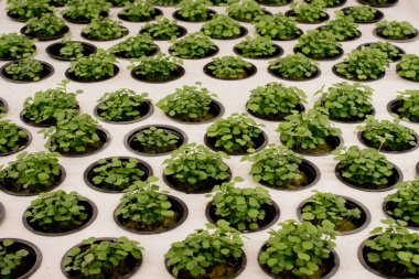 Fesleğen mikroyeşilliği yakın plan. Hidroponik sistemde büyüyen fesleğenler yakın görüş sağlar. Vejetaryen ve sağlıklı beslenme konsepti. Filizlenmiş tohumlar, mikro yeşiller