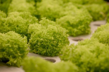 Taze marul yaprakları, Butterhead Marul Salatası bitkisi, hidroponik sebze yaprakları. Organik gıda, tarım ve hidrofonik kavram