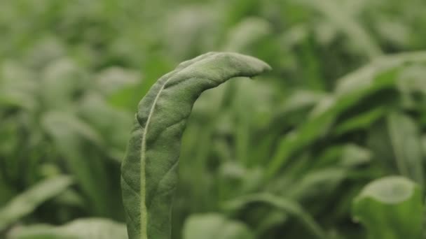 Folhas Arugula Frescas Perto Planta Salada Alface Folhas Vegetais Hidropônicas — Vídeo de Stock