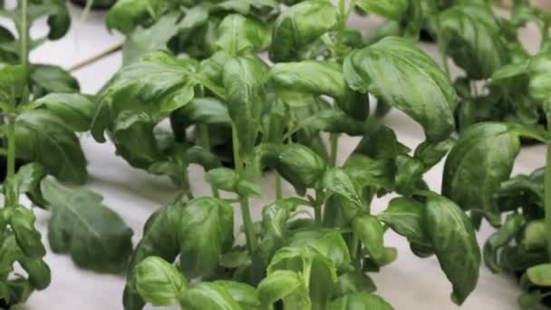 Cultiver Basilic Herbes Dans Système Hydroponique Gousses Graines Laine Roche — Video