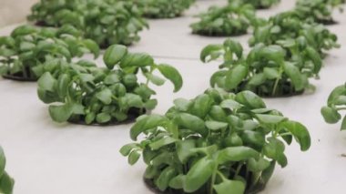 Hidroponik sistemde bazil ve şifalı bitkiler, kaya yününden yapılmış tohum kapsülleri. Vejetaryen ve sağlıklı beslenme konsepti. Filizlenmiş tohumlar, mikro yeşiller