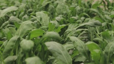 Taze roka yaprakları, yaklaşın. Marul salatası, hidroponik sebze yaprakları. Organik gıda, tarım ve hidrofonik kavram