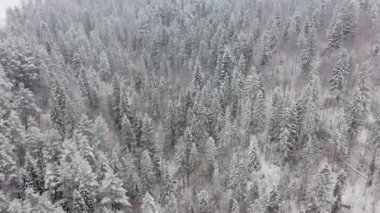Karlı bir kış ormanının, kozalaklı dağ ormanlarındaki hava manzarası..