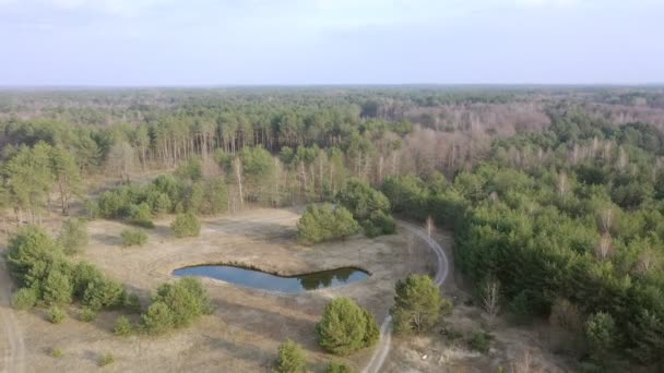 Letecký Pohled Odlesňování Borového Lesa Ekologie Koncept Změna Lesa Sucha — Stock video