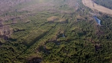 Bir çam ormanının ormansızlaşmasını gösteren hava aracı görüntüsü. Ekoloji kavramı ağaç kuraklığını ve orman ferahlatıcısını değiştirdi