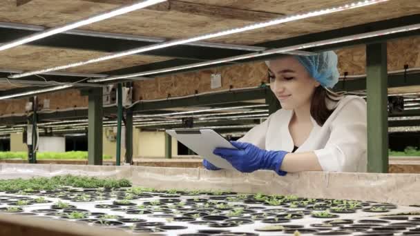 年轻女性生物技术专家使用石碑检查水栽农场蔬菜的质量和数量 采用技术减少工作时间 使工作更舒适 背景为绿色色拉 — 图库视频影像