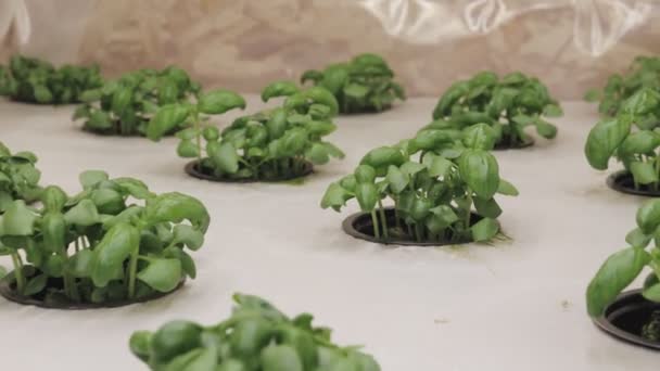 Cultiver Basilic Herbes Dans Système Hydroponique Gousses Graines Laine Roche — Video