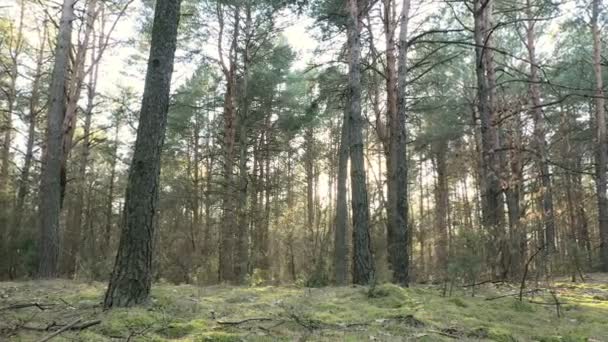 Όμορφη Θέα Του Τοπίου Των Κωνοφόρων Δάσος Την Άνοιξη Ηλιόλουστη — Αρχείο Βίντεο