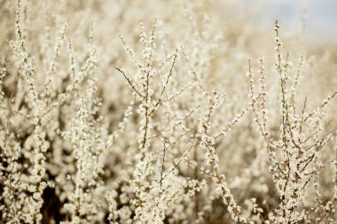 Tarlada çiçek açan beyaz çiçekler. Arkaplan çiçekleri, seçici odak.