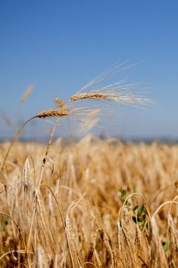 Altın sapları ve olgun çavdar viskilerine yakın durun. Büyük hasat ve verimli tohum endüstrisi kavramı.
