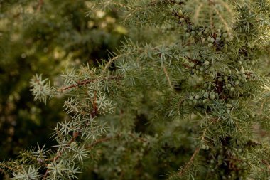 Cüce Japon bahçe ardıcı - Latince adı - Juniperus procumbens Nana.