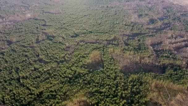 Letecký Pohled Odlesňování Borového Lesa Ekologie Koncept Změna Lesa Sucha — Stock video